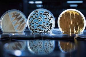 Microbial Testing Equipment